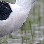 204A1472 Echasse blanche en pêche